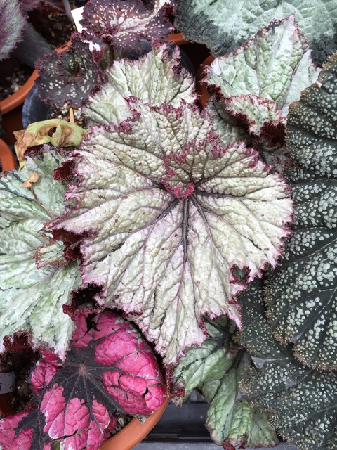 B. ‘Shigemi’